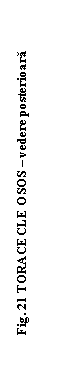 Text Box: . 21 TORACECLE OSOS  vedere posterioara