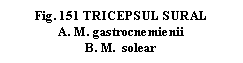 Text Box: . 151 TRICEPSUL SURAL
A. M. gastrocnemienii
B. M.  solear    
