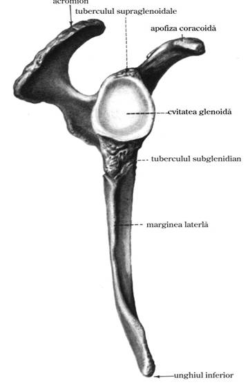 omoplat-marg
