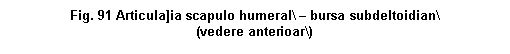 Text Box: . 91 Articula]ia scapulo humeral\  bursa subdeltoidian\
(vedere anterioar\)





