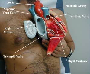 Internal anatomy