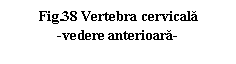 Text Box: .38 Vertebra cervicala
-vedere anterioara-
