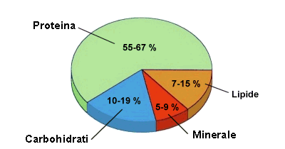 Spirulina compozitie