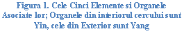 Text Box: ura 11. Cele Cinci Elemente si Organele Asociate lor; Organele din interiorul cercului sunt Yin, cele din Exterior sunt Yang