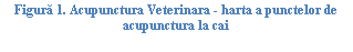 Text Box: ura 14. Acupunctura Veterinara - harta a punctelor de acupunctura la cai