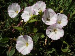 https://upload.wikimedia.org/wikipedia/commons/thumb/3/3b/Convolvulus_arvensis.jpg/240px-Convolvulus_arvensis.jpg